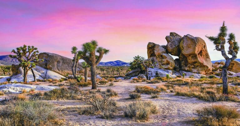Desert landscape at sunset with Joshua trees and large rock formations beneath a pink and purple sky, as if nature itself attended a PDA Visual Inspection Forum in North Carolina, showcasing its own artistry.